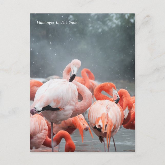 Carte Postale Smithsonian | Flamants roses Dans La Neige (Devant)