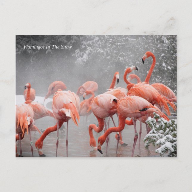 Carte Postale Smithsonian | Flamants roses Dans La Neige (Devant)