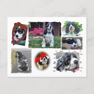 Carte Postale Smokey-the Spaniel
