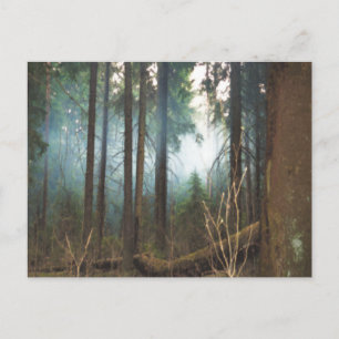 Carte postale Smokey woods