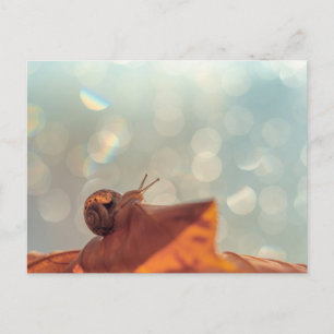 Carte postale Snail