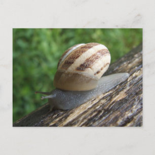 Carte postale Snail
