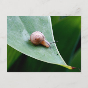 Carte Postale Snail du jardin Brown