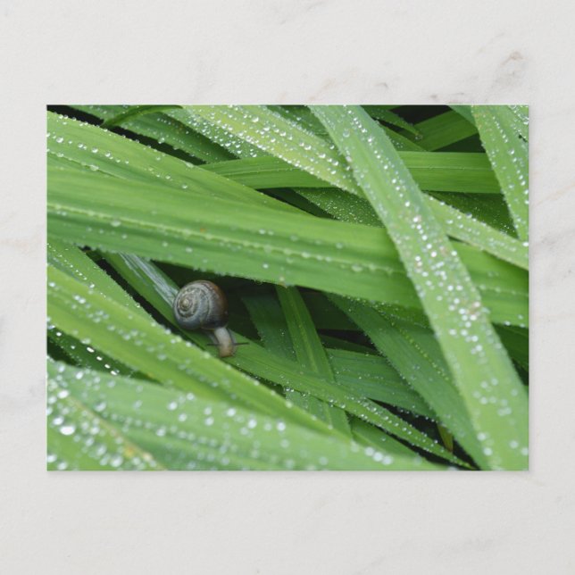 Carte Postale Snail gardé (Devant)