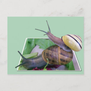 Carte postale Snails