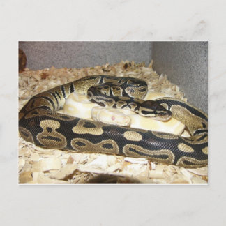 Carte postale Snake