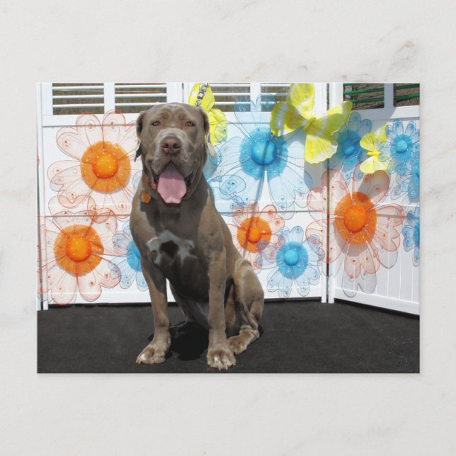Carte Postale Snoop - Neopolitan Mastiff -3 (Devant)
