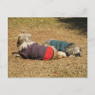 Carte Postale Snoozing à Nong Khai