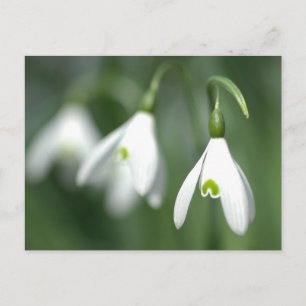 Carte Postale snowdrop, de la collection de cadeaux de fleurs
