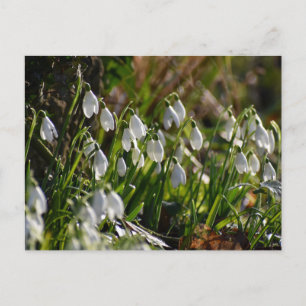 Carte Postale Snowdrops