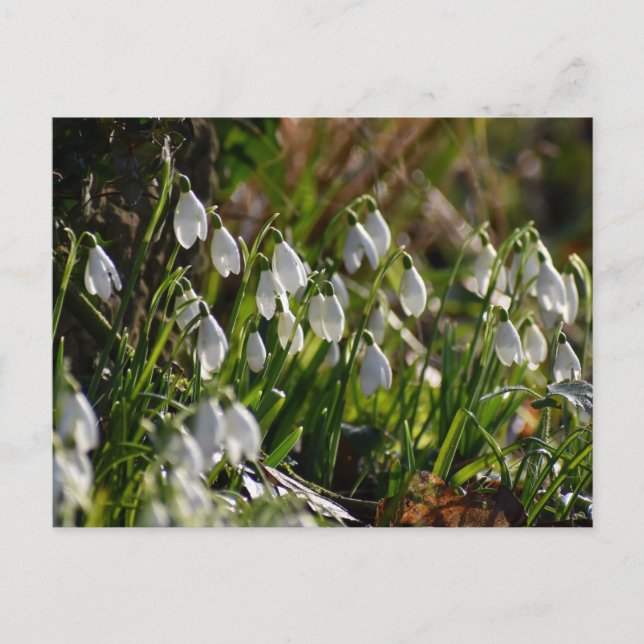 Carte Postale Snowdrops (Devant)