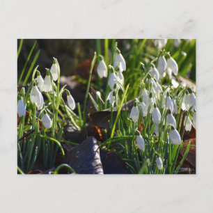 Carte Postale Snowdrops