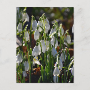 Carte Postale Snowdrops