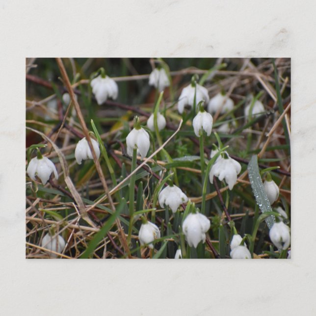 Carte Postale Snowdrops  (Devant)