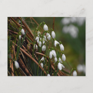 Carte Postale Snowdrops