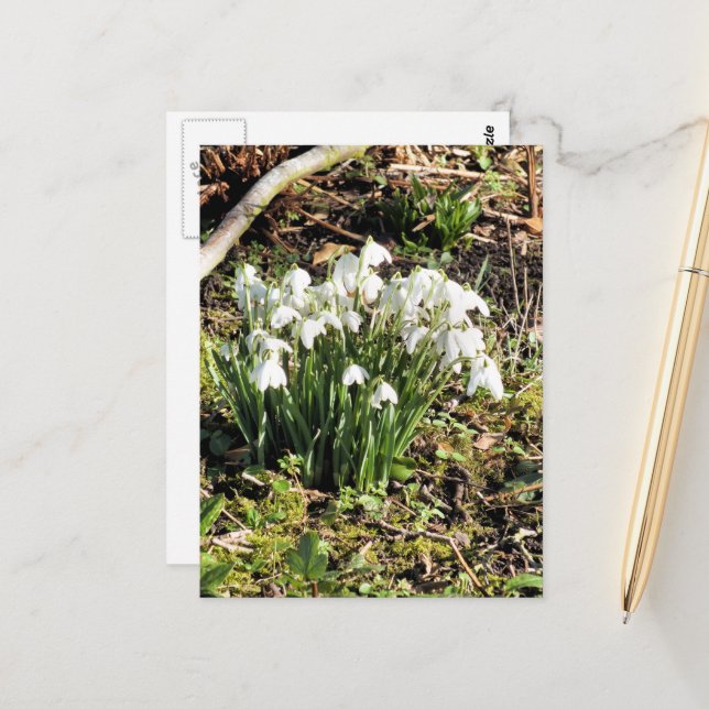 CARTE POSTALE SNOWDROPS (Devant/Arrière en situation)