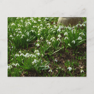 Carte Postale Snowdrops