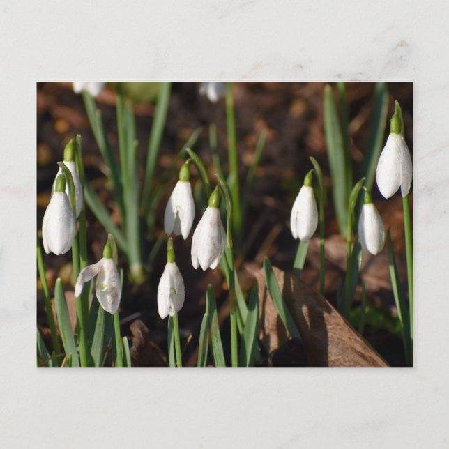 Carte Postale Snowdrops (Devant)