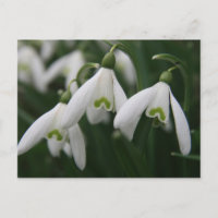 Snowdrops