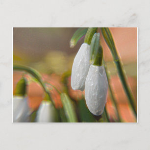 Carte Postale Snowdrops
