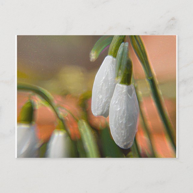Carte Postale Snowdrops (Devant)