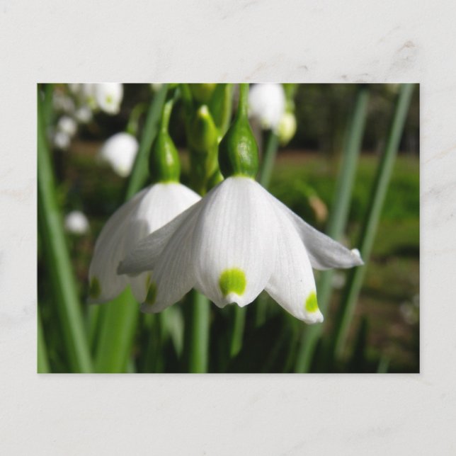 Carte Postale Snowdrops de printemps (Devant)