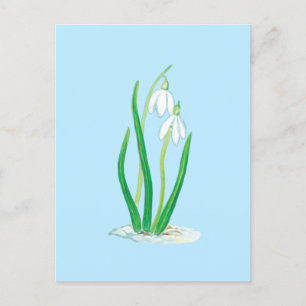 Carte Postale Snowdrops (Galanthus nivalis) Fleurs du début du p