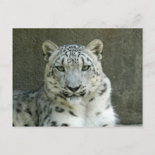 Carte Postale SnowLeopardM002