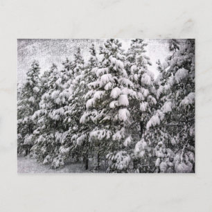 Carte Postale Snowscape noir et blanc, Conifer, CO
