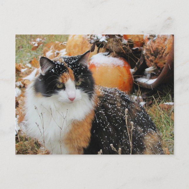 Carte Postale Snowy Cat pense que l'hiver arrive (Devant)