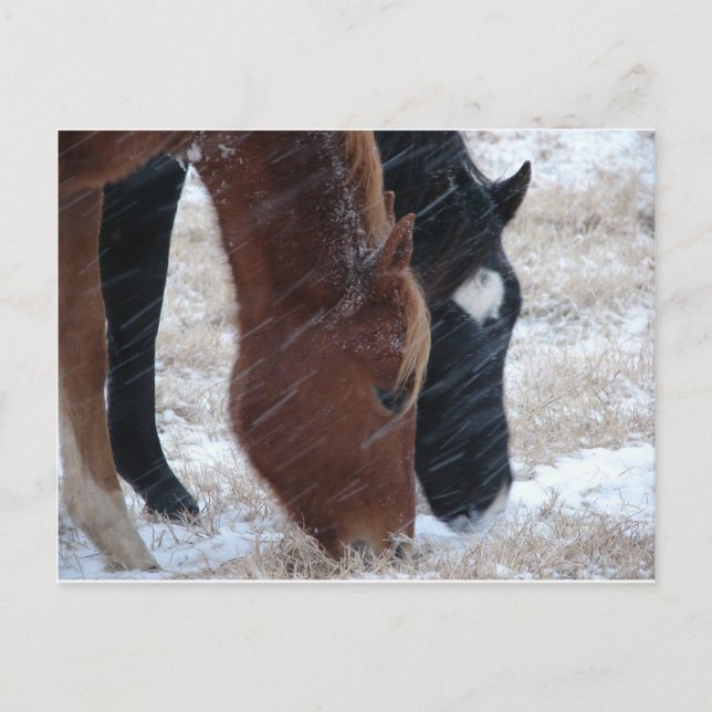 Carte Postale Snowy Eats (Devant)