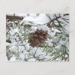 Carte Postale Snowy Pine Cone I