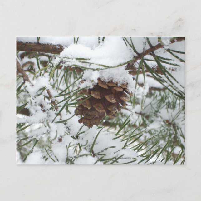 Carte Postale Snowy Pine Cone I (Devant)