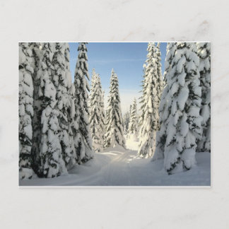Carte Postale Snowy Wonderland