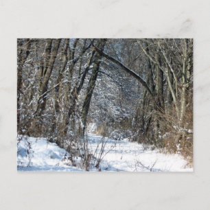 Carte Postale Snowy Woods Postcard