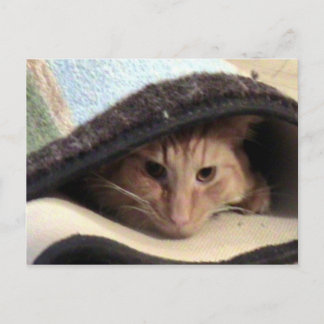 Carte Postale Snug As Bug Postcard