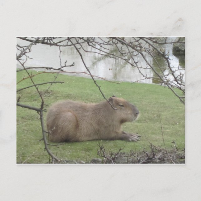 Carte Postale So süß der Riesennager (Devant)