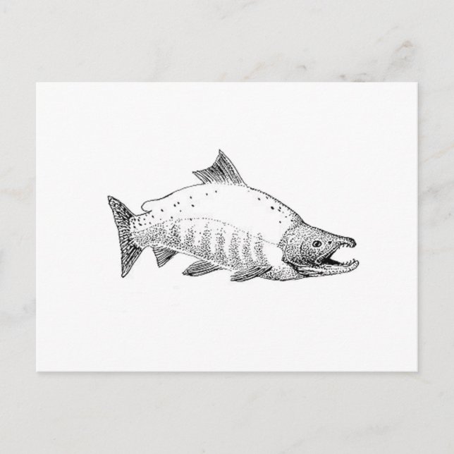 Carte Postale Sockeye Saumon Line Art (Devant)