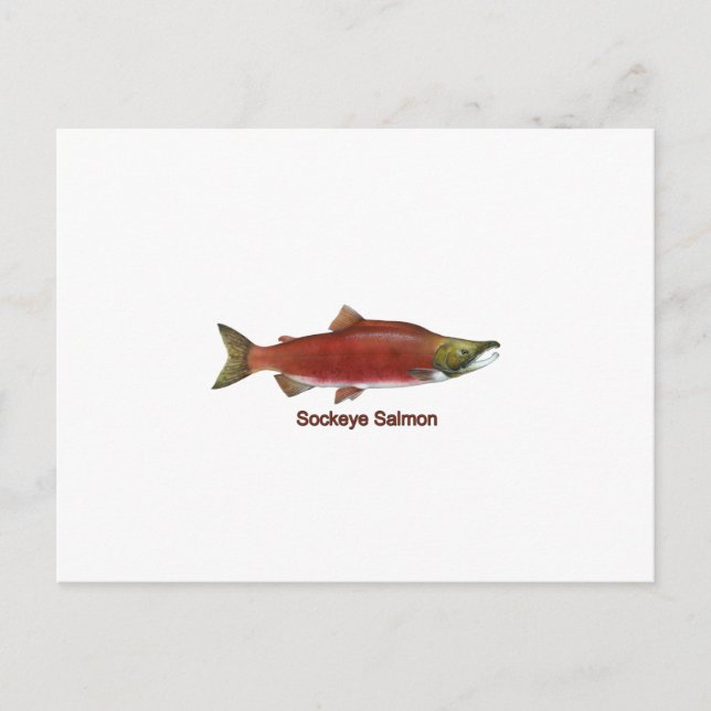 Carte Postale Sockeye - Saumon rouge (intitulé) (Devant)