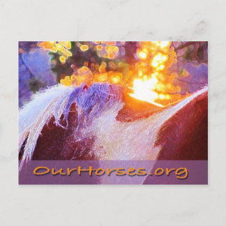 Carte postale Sofi back