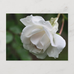 Carte postale Soft White Rose Flower Photocard