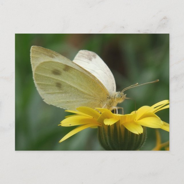 Carte Postale Soirée Calendula ! (Devant)