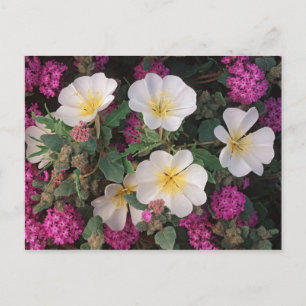 Carte Postale Soirée du désert Primrose et Desert Sand Verbena,