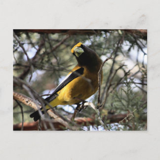 Carte Postale Soirée Grosbeak