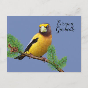 Carte Postale Soirée Oiseau Jaune Noir Grosbeak à poitrine