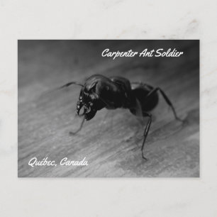 Carte Postale Soldat de la fourrure de charpentier noir posture 