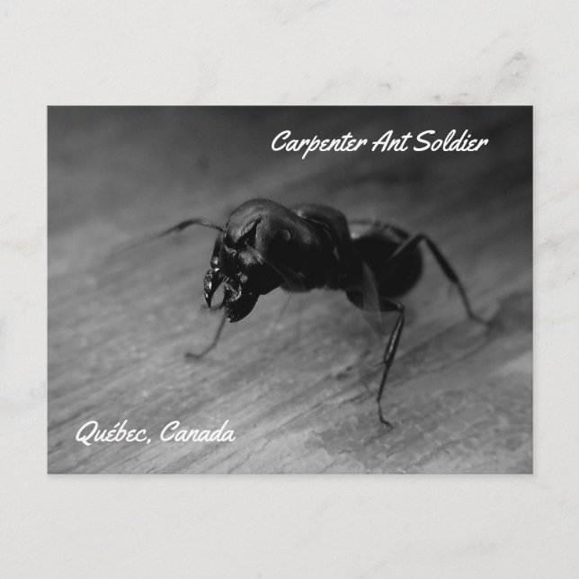 Carte Postale Soldat de la fourrure de charpentier noir posture  (Devant)
