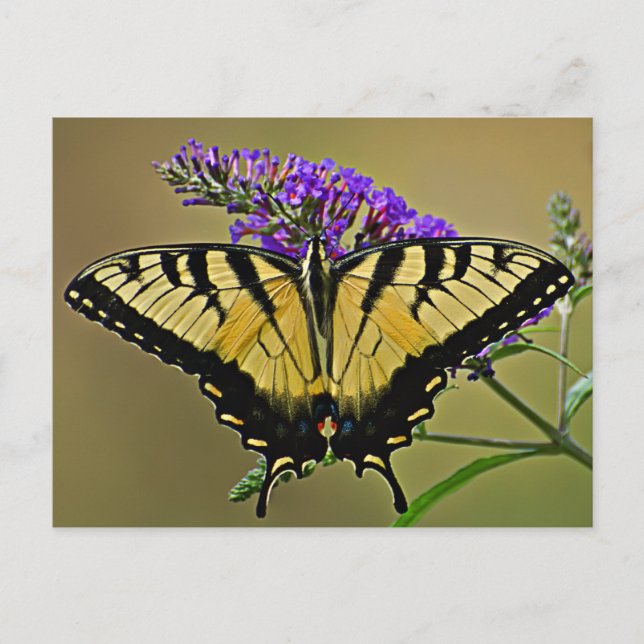 Carte Postale solde (Devant)