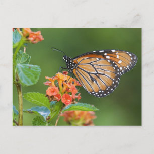 Carte Postale Soldier (Danaus eresimus) butterfly feeding