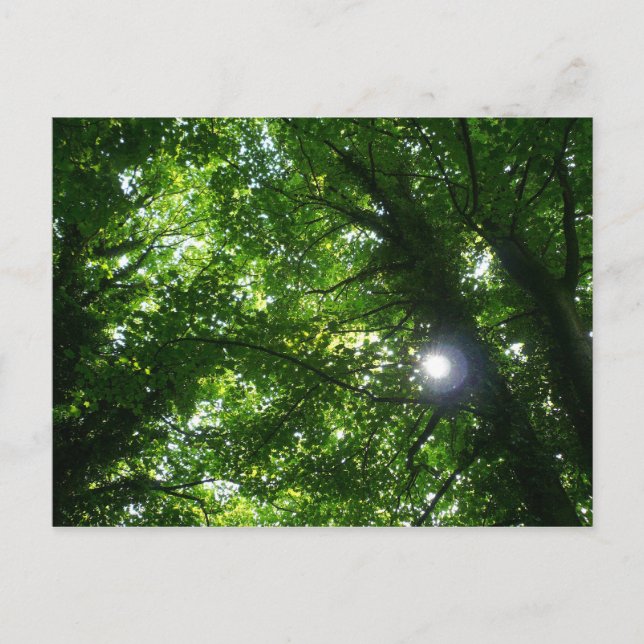 Carte Postale Soleil dans les arbres (Devant)